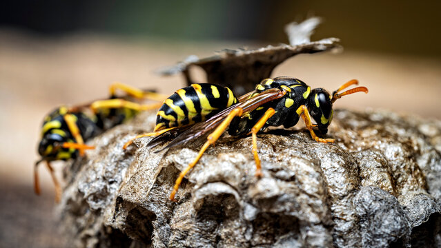 The field wasps on their abandoned nest (Polistinae)