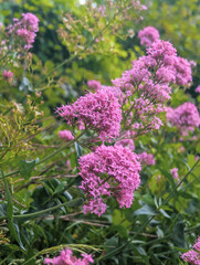 Fototapeta premium pink flowers in the garden