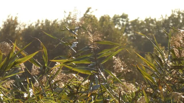Wild common reed grass field moving under sunlight. Downy fluff seeds flying in wind as respiratory pollen allergy trigger. Medium shot, botanical atmosphere, camera pan. Ecology.