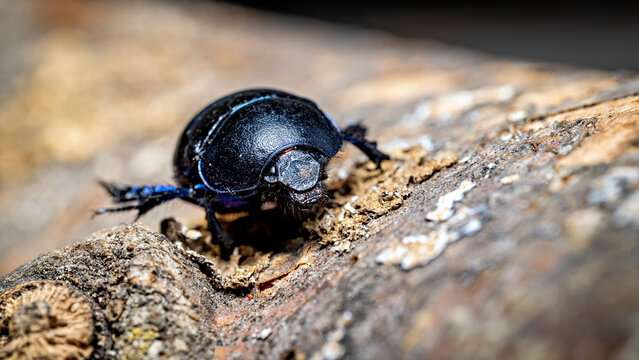 The forest dung beetle  (Anoplotrupes stercorosus)