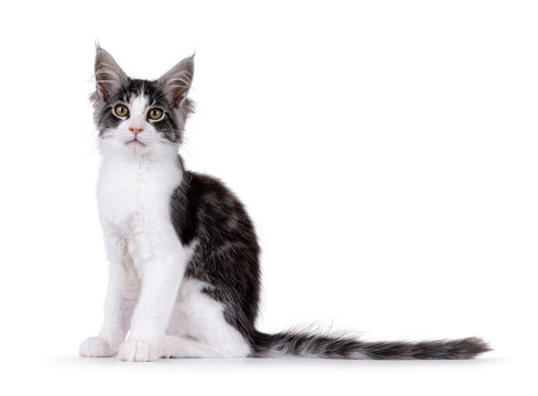 Expressive Maine Coon cat kitten, sitting up side ways. Looking curious to camera. Isolated on a solid white background.