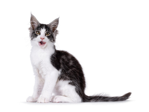 Expressive Maine Coon cat kitten, sitting up side ways. Looking curious to camera. Mouth open, licking itself. Isolated on a solid white background.