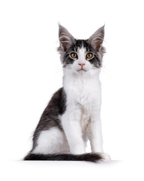 Expressive Maine Coon cat kitten, sitting up side ways. Looking curious to camera. Isolated on a solid white background.