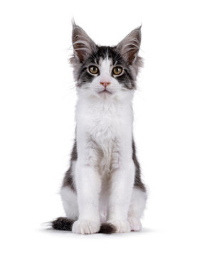 Expressive Maine Coon cat kitten, sitting up facing front. Looking straight to camera. Isolated on a solid white background.