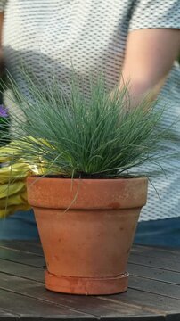 Vertical video. Gardening, plants care, summer season. Gardener spraying potted plant in summer garden.