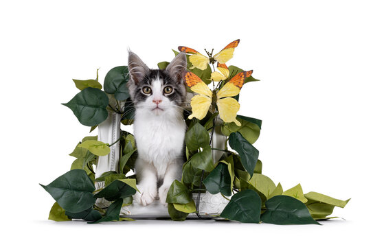 Expressive Maine Coon cat kitten, sitting in with leaves and butterflies covered frame. Looking to camera. Isolated on a solid white background.
