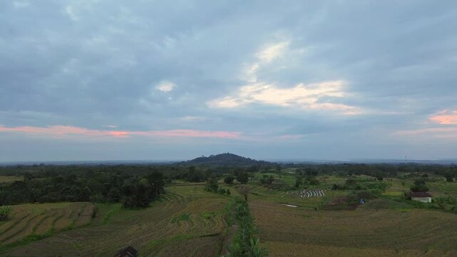 Aerial view of Kemumu rice fields with lush greenery and rolling hills under a cloudy sky in Arga Makmur, Bengkulu, Indonesia.
