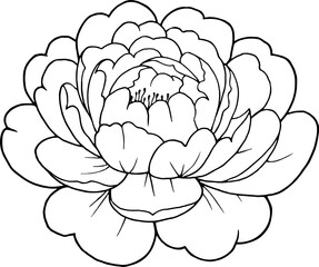Obraz premium Peony Flower Open Bloom Line Art Contour