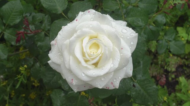 Close-up of a white rose bloom covered with rain droplets, gently shifting on the stem among green leaves in a garden after rainfall