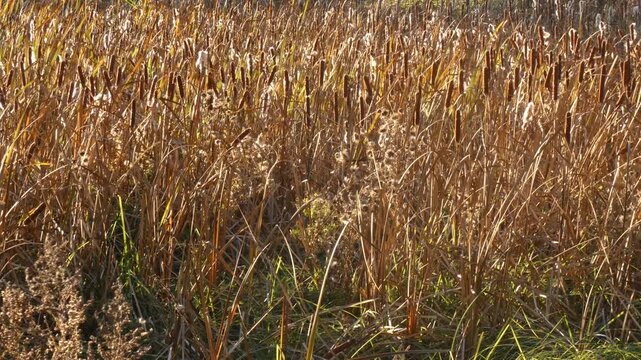 Autumn marsh landscape densely covered with mature brown cattail spikes and dry grass. Overview of untouched wetland ecosystem during daytime. Wide shot, peaceful atmosphere. Preservation concepts.