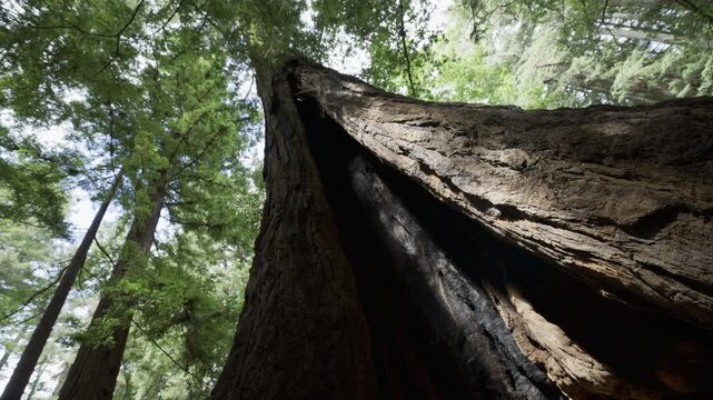 Low Angle Look Up at Giant Redwood Trunk Fire Scar In Forest
