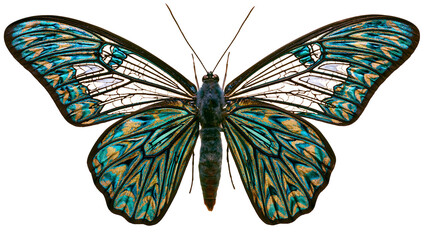 Blue and gold butterfly with intricate wing patterns © Anneliese
