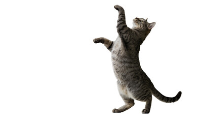 Tabby cat standing on hind legs reaching up © Maelle