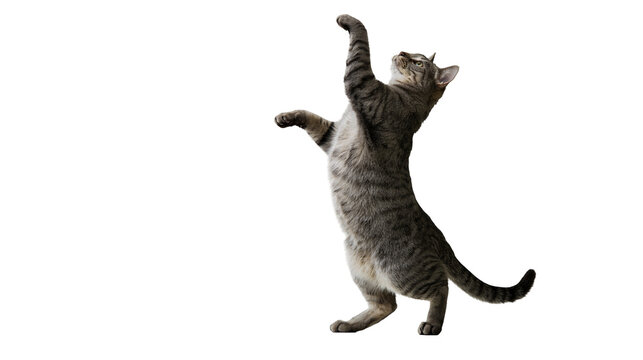 Tabby cat standing on hind legs reaching up