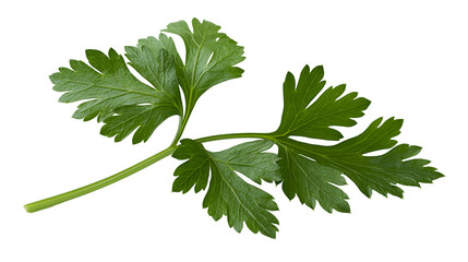 Fresh green parsley herb sprig with serrated leaves © Anneliese