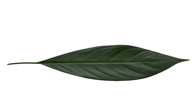 Dark green lanceolate leaf with prominent veins