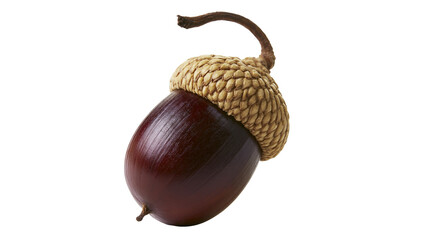 Dark brown acorn with textured cap and stem © Aino