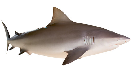Gray shark with white belly and fins, side view © Aino
