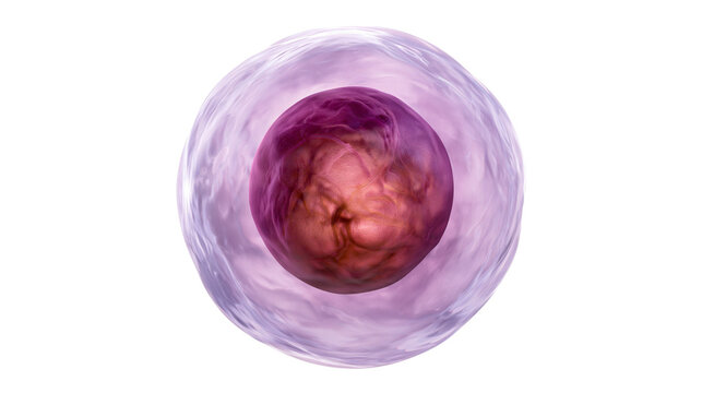 Human cell nucleus and cytoplasm with outer membrane