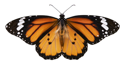 Monarch butterfly with orange black, and white wings © Anneliese