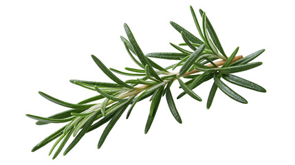 Rosemary sprig with green needle-like leaves © Anneliese