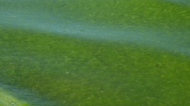 Background of green sea water with blooming algae ripples. Concept of ecological ocean environment problems