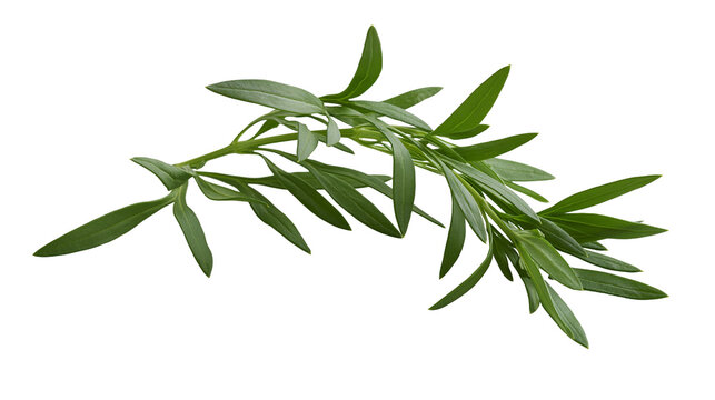 Fresh green tarragon herb sprigs