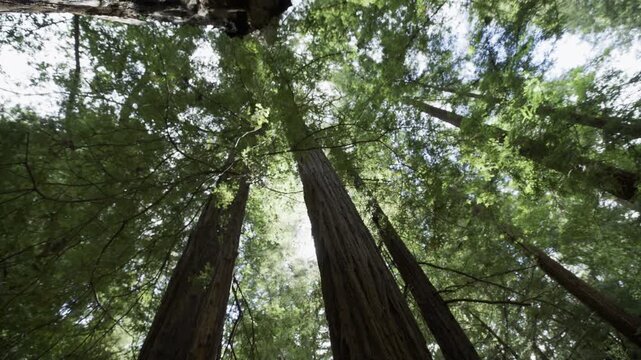 Low Angle Looking Up at Giant Redwood Canopy from Forest Floor