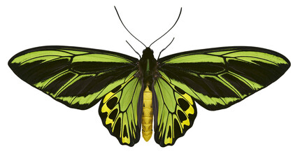 Green and black butterfly with yellow markings on wings © Aino