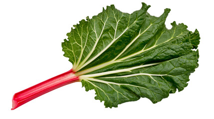Rhubarb stalk with vibrant green leaves and red stem © Maelle