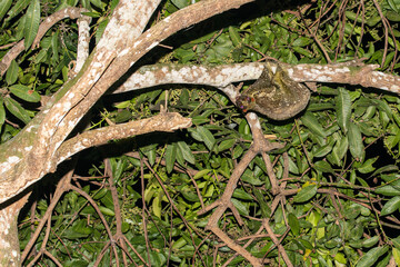 sunda flying lemur © tomjunek.com