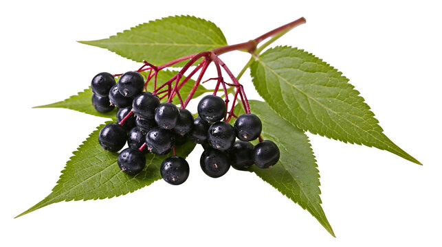 Black elderberries on stem with green leaves