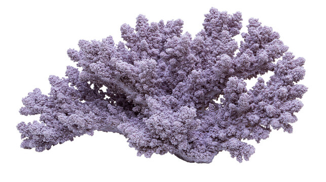 Purple branching coral structure with textured surface
