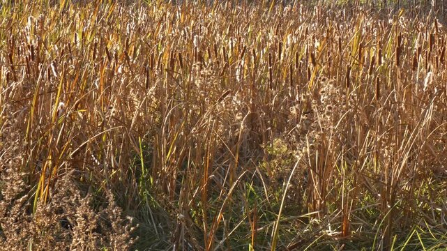 Dense wetland thicket with wild typha plants. Fluff flying as seasonal respiratory allergy trigger under sun rays. Wide shot, environmental atmosphere, camera pan. Harmony.