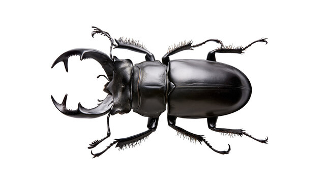 Black stag beetle with large mandibles and spiky legs