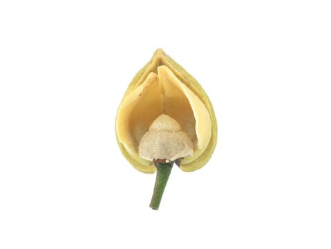 A close-up studio shot of an exotic tropical Annonaceae flower bud, showing its unique inner structure and yellowish petals, isolated on a clean white background