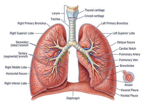 Human lungs anatomy diagram with labels