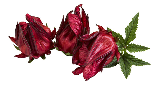 Three red roselle calyxes with green leaves
