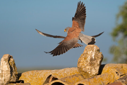 Male Lesser Kestrel (Falco naumanni) in flight over tiled roof in El Taray, Spain. Dynamic wildlife action shot of a small falcon landing on old clay tiles.