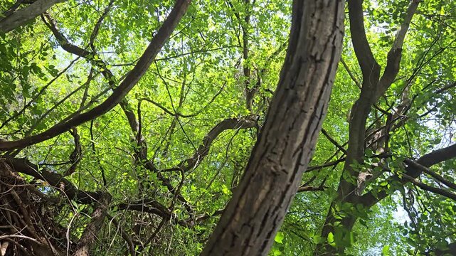 Tangled roots and creepy lianas reach toward the canopy from a hidden river shore. Tall, standing trees frame the view as brilliant sun flares burst through dense branches and vibrant green leaves.