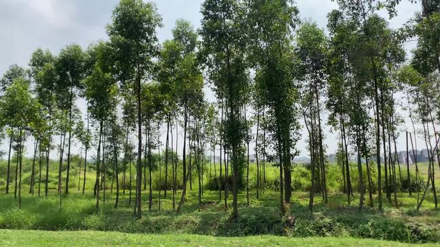 Row of tall slender trees growing in a green grass field under a bright sky