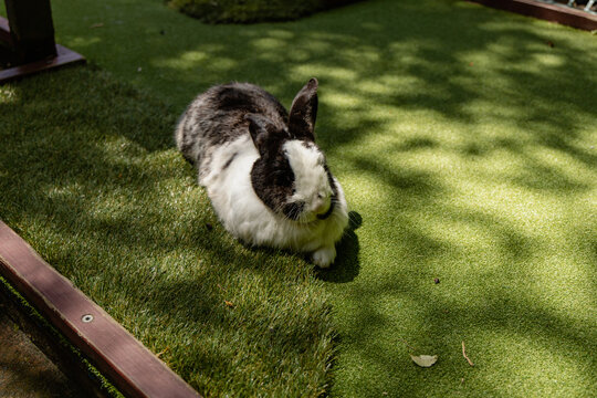 Black White Rabbit Resting Under Dappled Shade