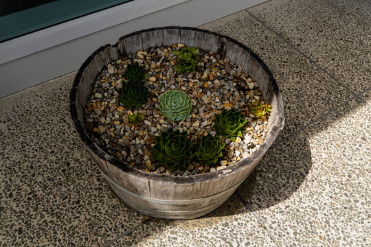 Rustic Barrel Planter Filled Colorful Succulents