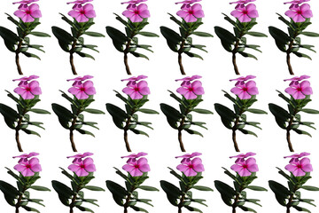 Toma de cerca de varias flores de color rosado                           ( Catharanthus Roseus) en un fondo transparente   © Elika R