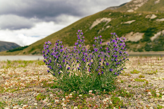 Purple Wildflowers Growing Rocky Mountain Meadow