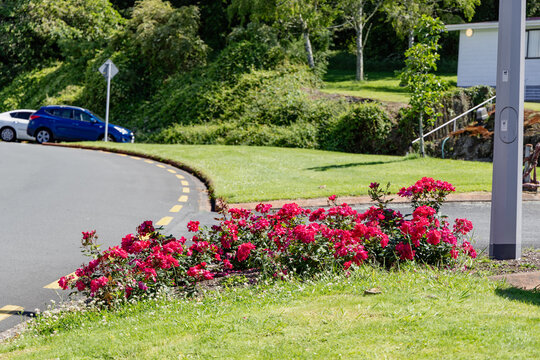 Vibrant Pink Roses Beside Curving Residential Road