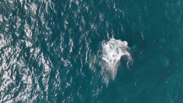 Aerial view of a humpback whale swimming in the deep blue ocean near Northern Beaches Council, New South Wales, Australia.