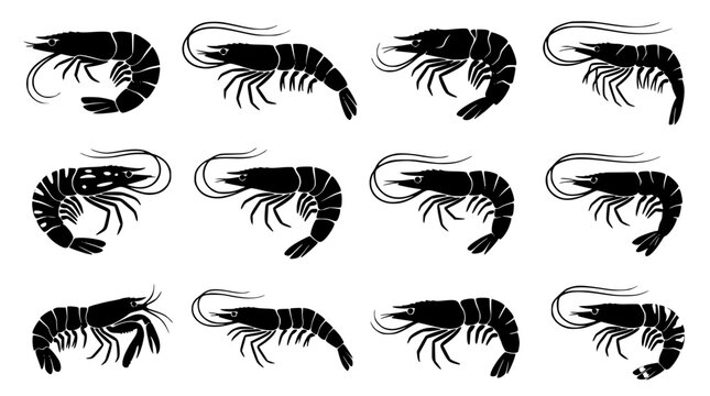 Shrimp and prawn black silhouette vector icon set featuring marine wildlife shellfish seafood restaurant menu and culinary design elements