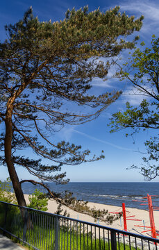 Pine tree on a dune by the beach. Stegna, Poland.