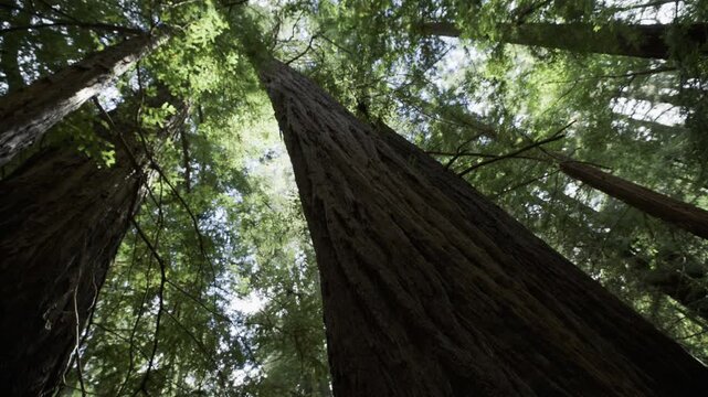 Deeply Furrowed Redwood Trunks Filling Frame Worms Eye View Forest
